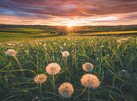 Puzzle 500pc Dandelions In The Sunset