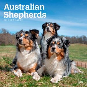 Australian Shepherds 2024 Square