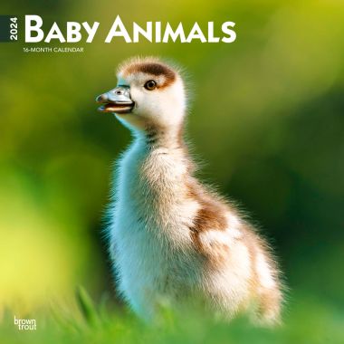 Baby Animals 2024 Square