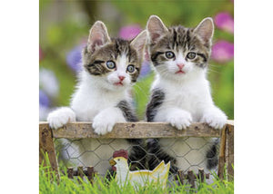 Puzzle 3x49 Kittens