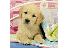 Load image into Gallery viewer, Puzzle 3x49 Cute Puppy Dogs

